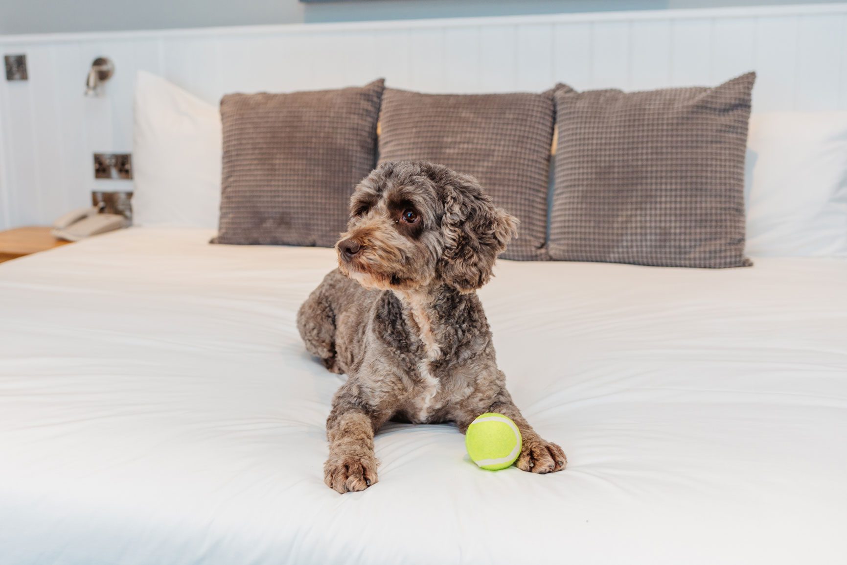A dog sat on a bed with a tennis ball in a dog-friendly hotel in North Devon