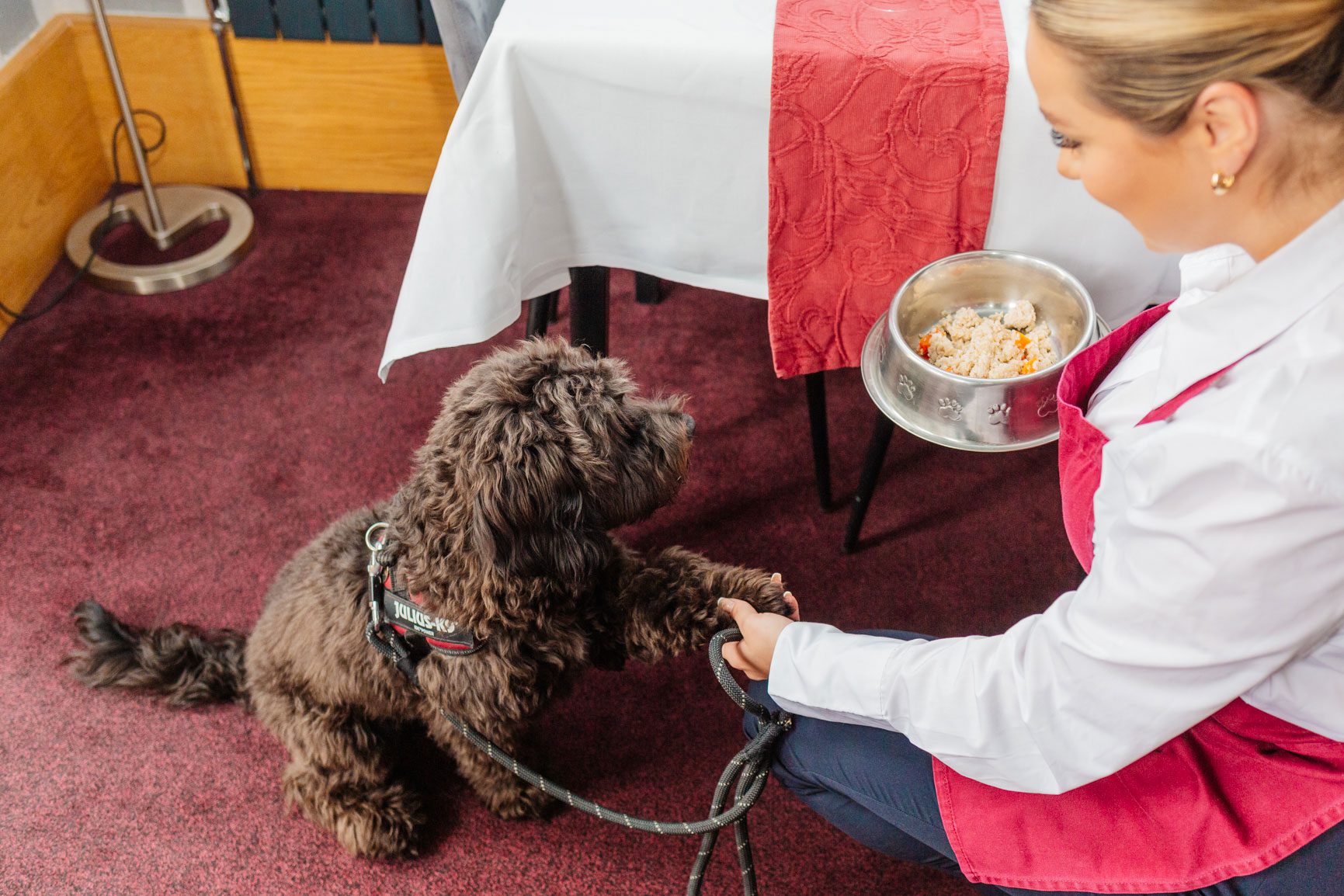 A staff member at a dog-friendly hotel in North Devon delivers specially prepared dog food to a dog guest