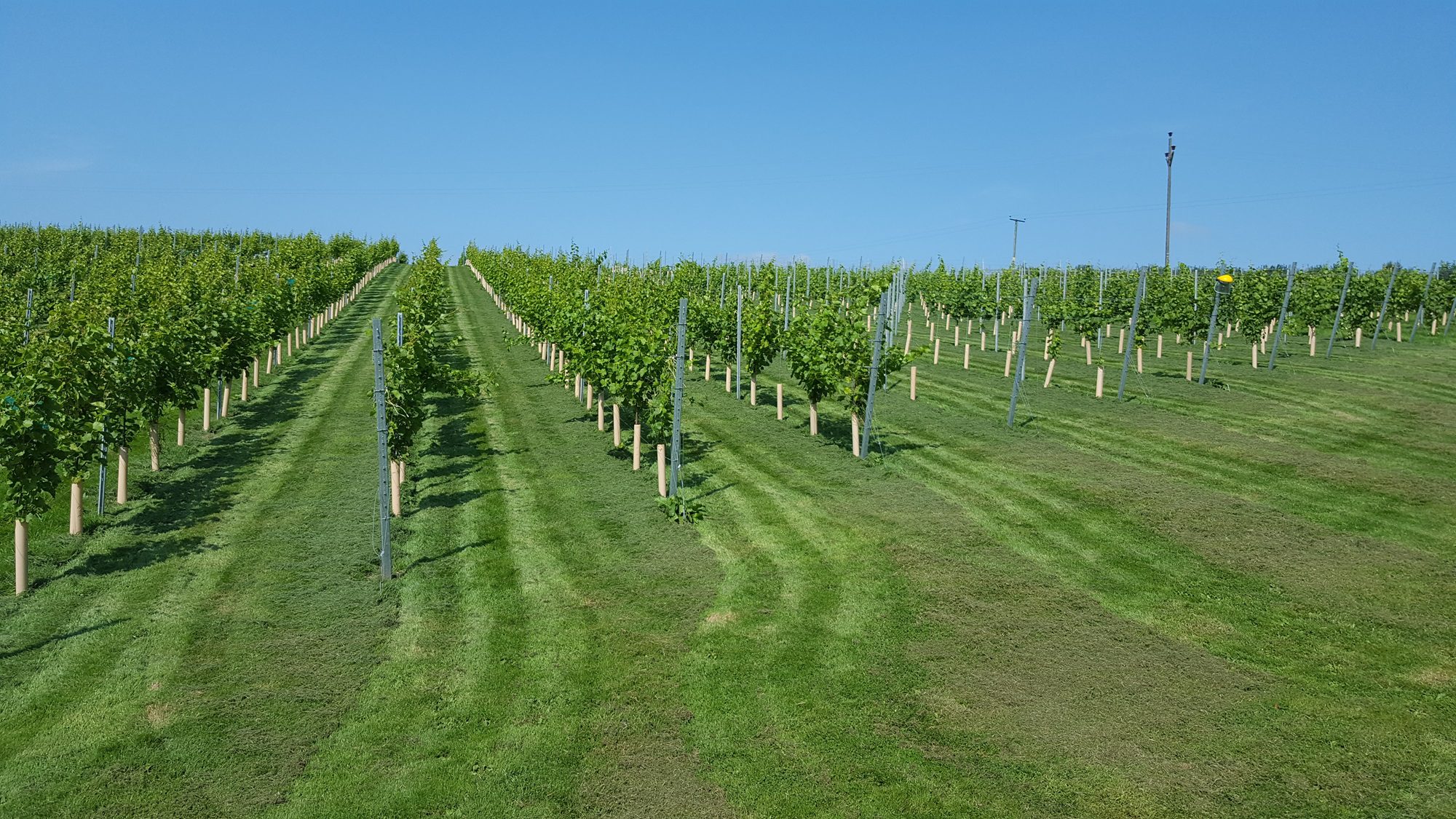 Vines on a hillside at Venn Vineyard in North devon